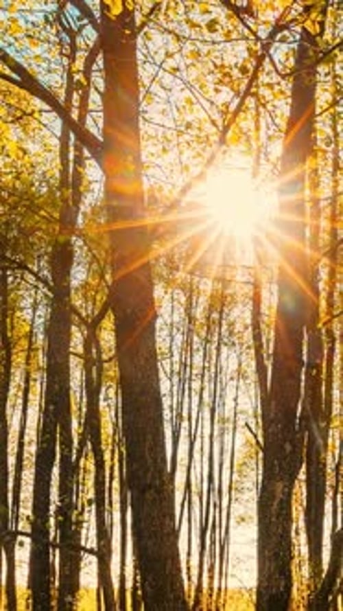 Hyperlapse Forest Arbres Woods Standing