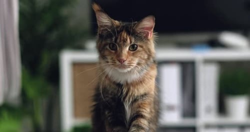 Portrait Fluffy Maine Coon Cat with Large Ears and Expressive Eyes at Home Looking at Camera with an
