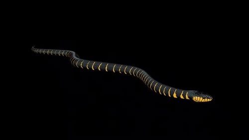 Caminhada de serpentes no mangue