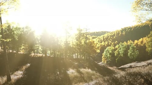 Bright Sunset in the Mountains with Yellow Forest