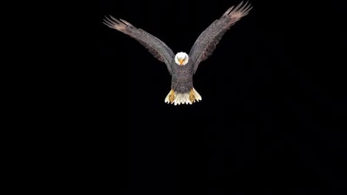 Black Eagle Grab Front