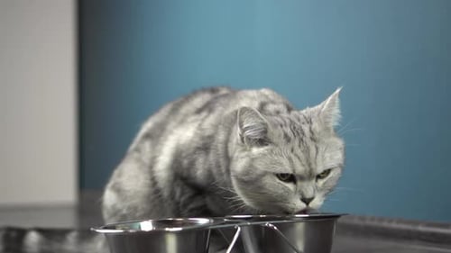 Gray Tabby Cat Eating from a Metal Bowl