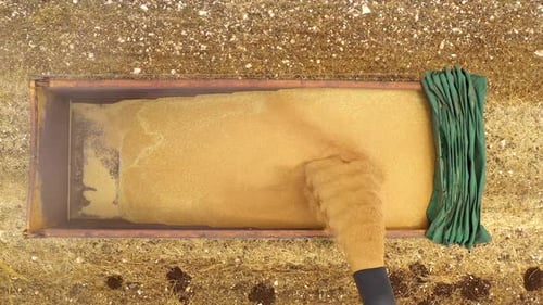 Combine discharging Wheat grains into a trailer, Aerial view