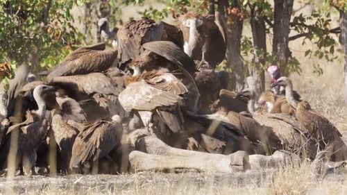 White backed Vultures in Kruger National park, South Africa