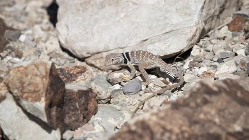 Great Basin Collared Lizard searching for food in the rocks