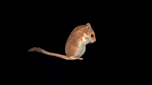 3D Animated Gerbil Character Cleaning Loop