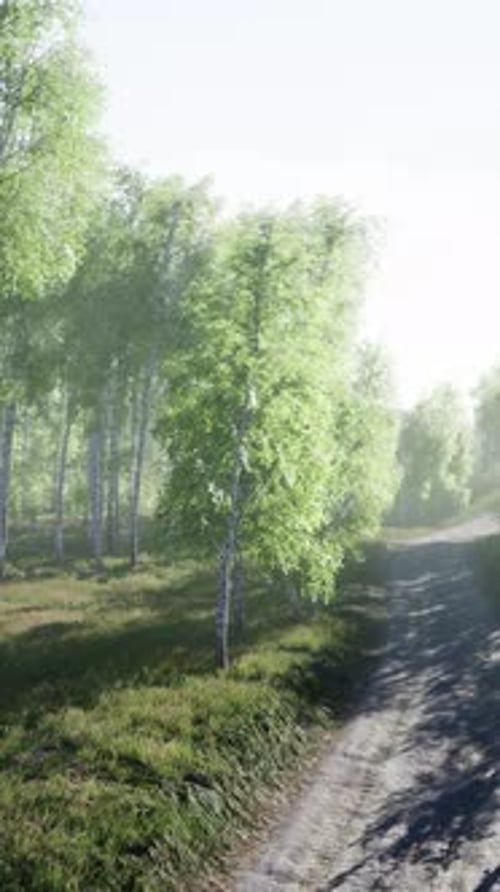 Dirty Road Through Summer Forest