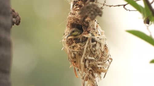 Small Brown Bird Resting in a Woven Nest