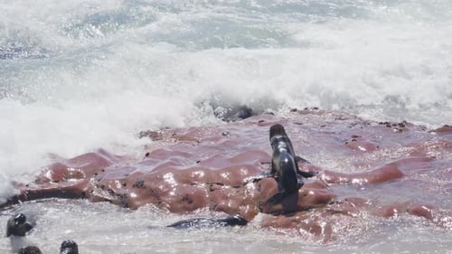 Cape Fur Seals Resting and Swimming on Rocky Shore of Skeleton Coast in Namibia with Ocean Waves