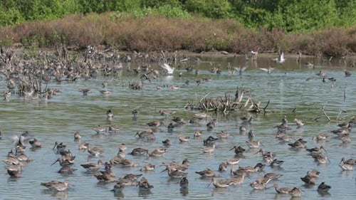 Busy foraging in shallow water as other fly away, Black-tailed Godwit Limosa limosa, Thailand
