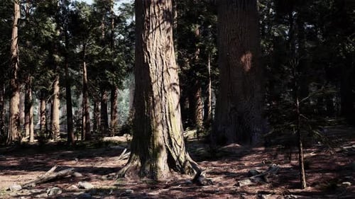 A Dense and Majestic Forest with Towering Trees