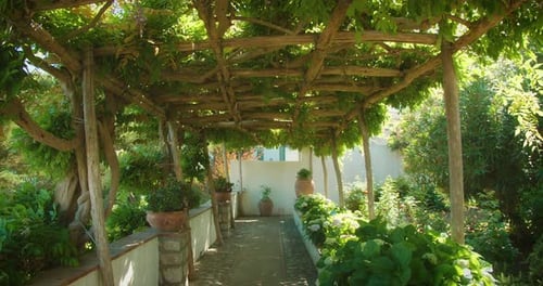Shaded pergola covered with lush green vines in a garden. Tranquil sunny setting in peaceful courtya