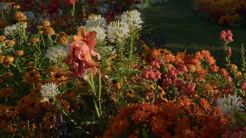 Gorgeous Blossoming Flowers in the Botanical Garden in Baden-Baden, Germany - Close Up