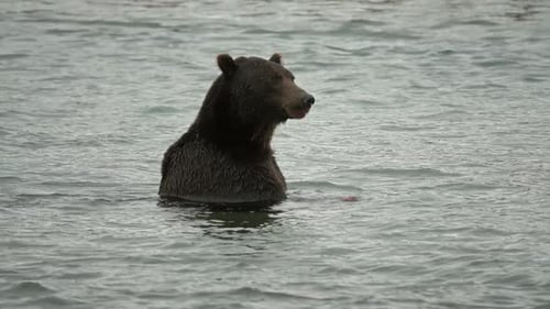 Brown bear eating salmon