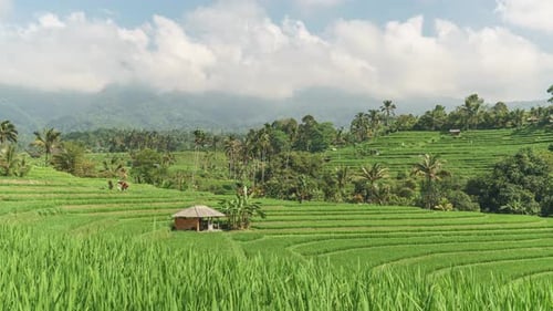 Awesome view of scenic rice terraces in Bali. Time Lapse