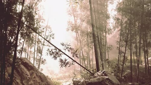 A Serene Bamboo Grove with Misty Fog Enveloping the Trees