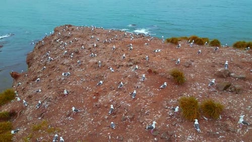 A lot of seagulls on sea rock. Clip. Top view of cinematic shooting of wildlife of coast.