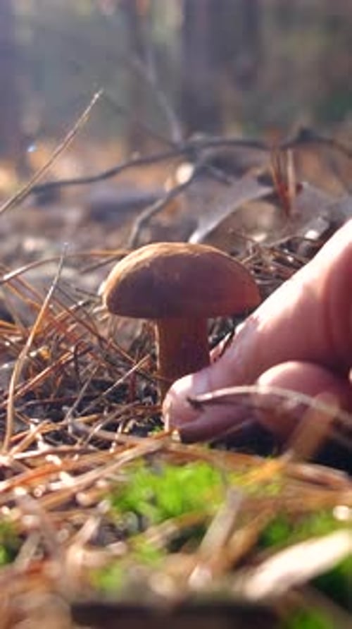 Mushroom Picking in the Forest Selective Focus