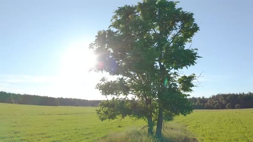 Flight near the lonely tree in a green summer field during sunset