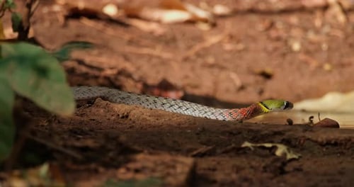 Seen drinking water during a hot afternoon then moves away to the left, Red-necked Keelback or Red-N