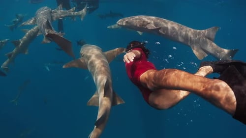Snorkeler Swimming Among Nurse Sharks in Tropical Ocean
