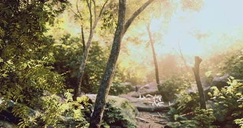 Sunlight Filters Through Trees in a Serene Forest Landscape at Dawn