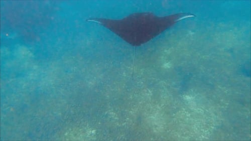 Beautifull Footage Manta Rays Fish Swimming Under Sea Water Close Up Footage of Manta Rays Fish