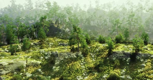 Lush Forest with Dense Greenery and Rocky Terrain in Daylight