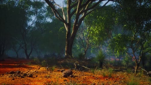 Australian Outback with Trees and Yellow Sand