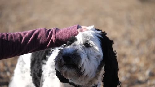 Entzückender Labradoodle-Hund an einem Kiesstrand in Großbritannien, der vom Besitzer gestreichelt wird und sich das Maul leckt.