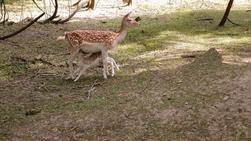 A Deer Feeds Milk to Its Little Fawn in the Forest on a Sunny Summer Day
