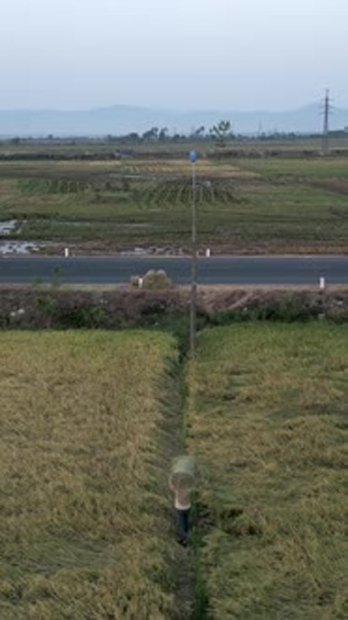 Drone Slowly Flying Over the Crop Fields Where Vietnamese Farmers Work Hard