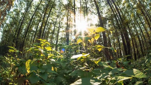 Vue du dessous, les arbres verts et l'herbe jaunissent, la lumière du soleil, les rayons du soleil, le soleil, le soleil dans la forêt, ambiance automnale