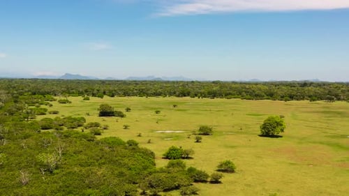 Jungles and Rainforests in Sri Lanka