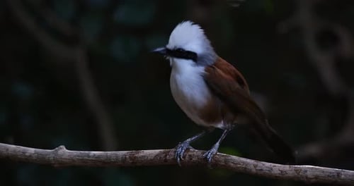 White Crested Bird Preening on a Branch