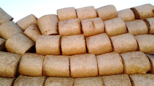 Many Bales Compressed Dry Wheat Straw Twisted Round Rolls on Field Sunset Dawn