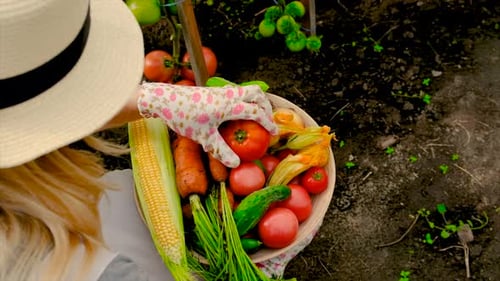 Woman Harvesting Fresh Vegetables in Garden