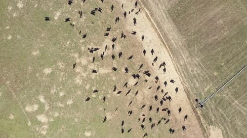 Aerial Spinning Shot Cow Herd State Stopped In Dry Sun