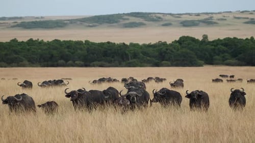 A herd of Cape buffalo walking slowly through dry grassland in the Masai Mara, Kenya.