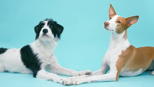 Two Cute Best Friend Dogs Lying Together