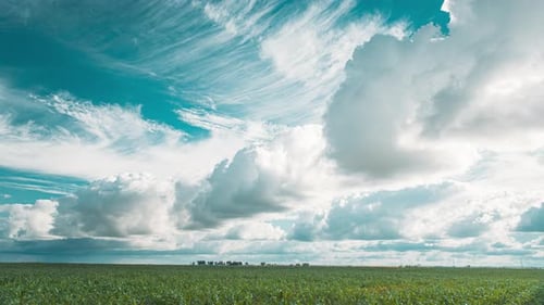 Timelapse Cumulus Clouds Above Corn Field In Spring Summer Cloudy Day
