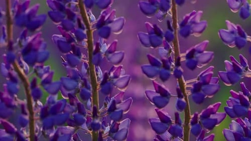Nahaufnahme von leuchtenden lila Lupinenblüten vor einem Softfocus-Hintergrund