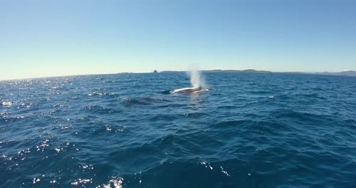 A family of whales while they are swimmi