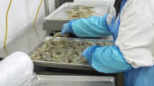 Food Processing Plant Worker Arranging Fresh Prawns on Tray 10 Seconds or Greater