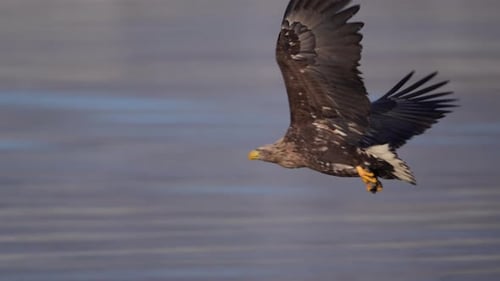 White-Tailed Eagle Hunting Fish in Hokkaido, Japan Majestic Raptor Wildlife Action Footage