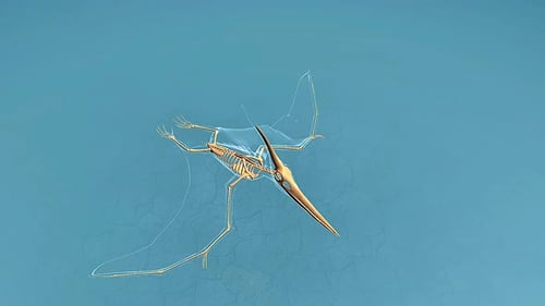 Squelette de Pteranodon Longiceps