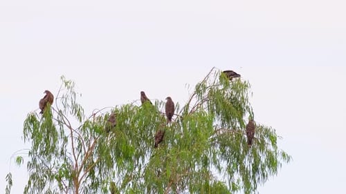 Eagles perching on tree branches in nature