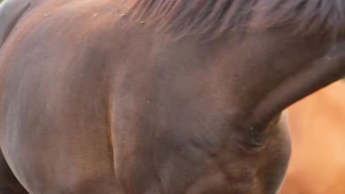 Close-up of a chestnut horse with a white blaze, facing forward in a lush pasture, with another hors