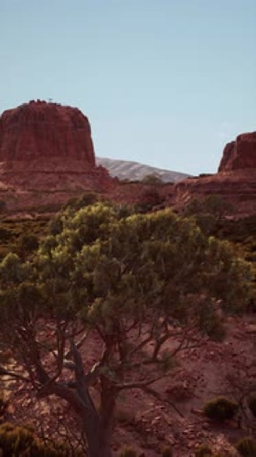 Lone Tree Amid Desert Landscape