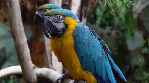Zwei blau-goldene Aras, Papageien auf einem Ast im Regenwald, blau-goldener Ara, Nahaufnahme 4k